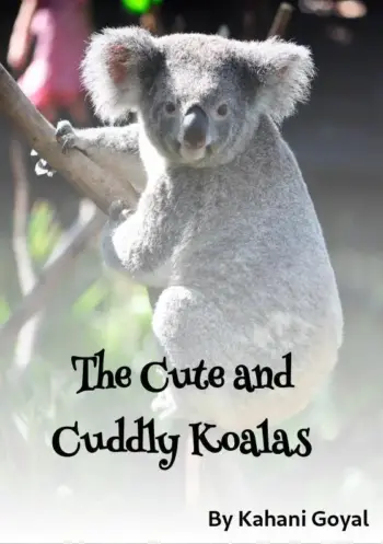 The Cute and Cuddly Koalas